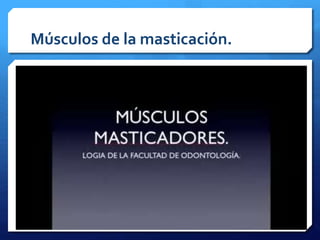 Músculos de la masticación. 
 