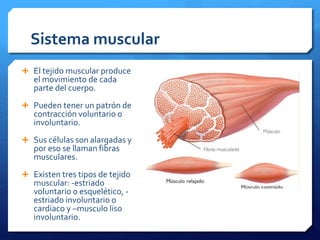 Sistema muscular 
 El tejido muscular produce 
el movimiento de cada 
parte del cuerpo. 
 Pueden tener un patrón de 
contracción voluntario o 
involuntario. 
 Sus células son alargadas y 
por eso se llaman fibras 
musculares. 
 Existen tres tipos de tejido 
muscular: -estriado 
voluntario o esquelético, - 
estriado involuntario o 
cardiaco y –musculo liso 
involuntario. 
 
