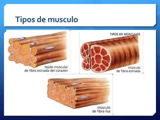 Tipos de musculo 
 