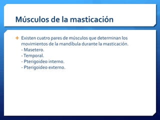 Músculos de la masticación 
 Existen cuatro pares de músculos que determinan los 
movimientos de la mandíbula durante la masticación. 
- Masetero. 
-Temporal. 
- Pterigoideo interno. 
- Pterigoideo externo. 
 