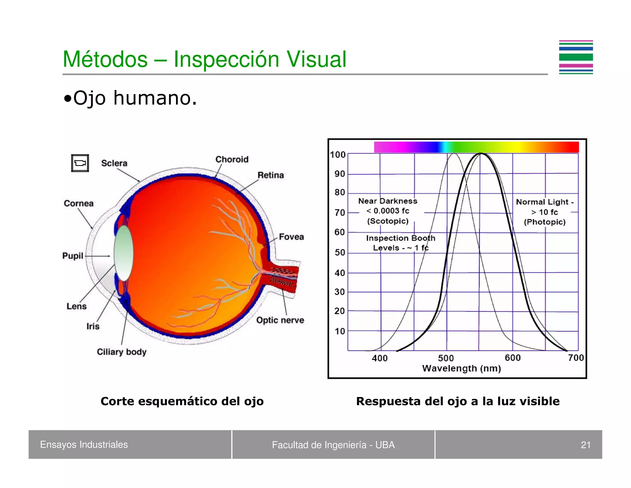 Ensayos Industriales Facultad de Ingeniería - UBA 21
Métodos – Inspección Visual
•Ojo humano.
Respuesta del ojo a la luz visibleCorte esquemático del ojo
 