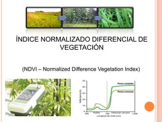 ÍNDICE NORMALIZADO DIFERENCIAL DE
VEGETACIÓN
(NDVI – Normalized Difference Vegetation Index)
 