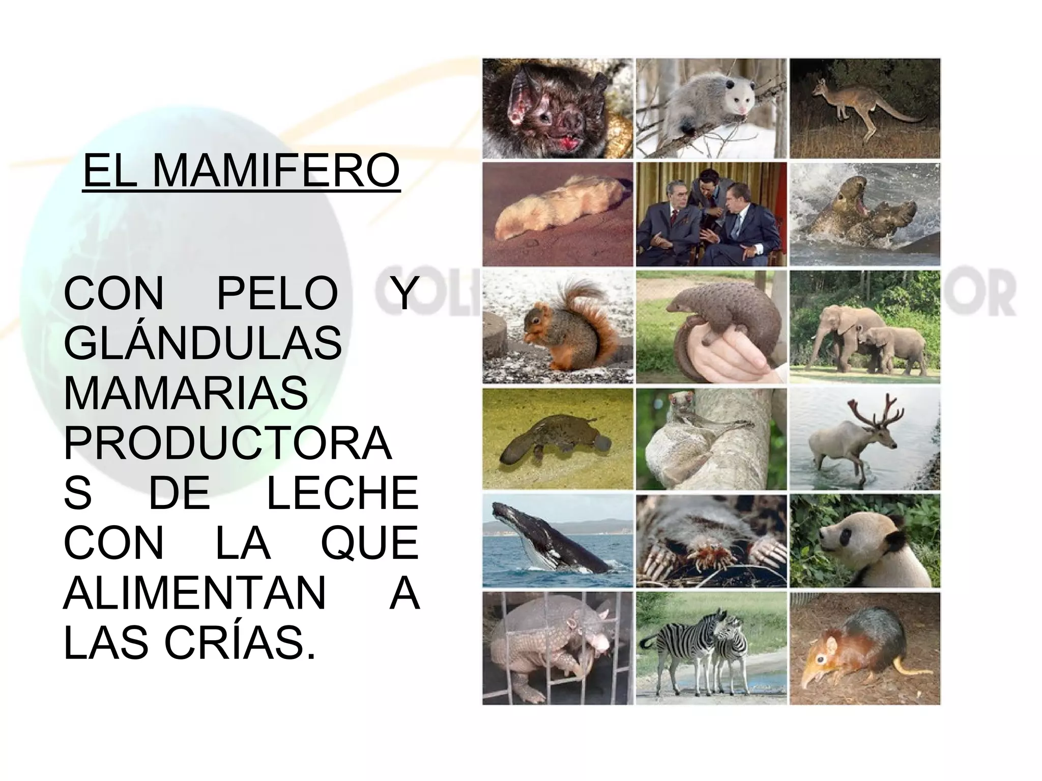 EL MAMIFERO

CON PELO Y
GLÁNDULAS
MAMARIAS
PRODUCTORA
S DE LECHE
CON LA QUE
ALIMENTAN A
LAS CRÍAS.
 