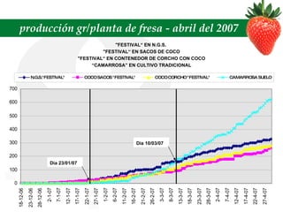 producción gr/planta de fresa - abril del 2007 "FESTIVAL“ EN N.G.S.  "FESTIVAL“ EN SACOS DE COCO "FESTIVAL“ EN CONTENEDOR DE CORCHO CON COCO “ CAMARROSA” EN CULTIVO TRADICIONAL Dia 23/01/07 Dia 10/03/07 
