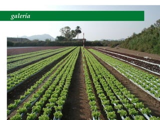 galería 