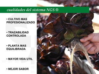 cualidades del sistema NGS ®   •  CULTIVO MAS PROFESIONALIZADO •  TRAZABILIDAD CONTROLADA •  PLANTA MAS EQUILIBRADA •  MAYOR VIDA UTIL •  MEJOR SABOR 