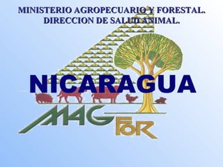 MINISTERIO AGROPECUARIO YY FFOORREESSTTAALL.. 
DDIIRREECCCCIIOONN DDEE SSAALLUUDD AANNIIMMAALL.. 
NICARAGUA 
 