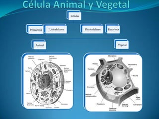 Células




Procariota   [Unicelulares             Pluricelulares   Eucariota




    Animal                                                      Vegetal
 