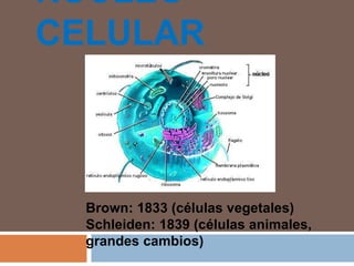 NÚCLEO
CELULAR
Brown: 1833 (células vegetales)
Schleiden: 1839 (células animales,
grandes cambios)
 