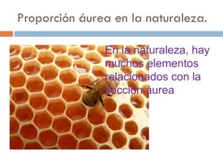 Proporción áurea en la naturaleza. En la naturaleza, hay muchos elementos relacionados con la sección áurea . 