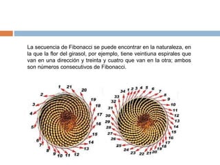 La secuencia de Fibonacci se puede encontrar en la naturaleza, en la que la flor del girasol, por ejemplo, tiene veintiuna espirales que van en una dirección y treinta y cuatro que van en la otra; ambos son números consecutivos de Fibonacci.  