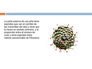 La parte externa de una piña tiene espirales que van en sentido de las manecillas del reloj y otras que lo hacen en sentido contrario, y la proporción entre el número de unas y otras espirales tiene valores secuenciales de Fibonacci.  