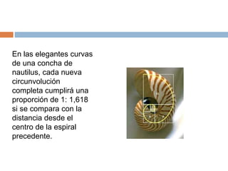 En las elegantes curvas de una concha de nautilus, cada nueva circunvolución completa cumplirá una proporción de 1: 1,618 si se compara con la distancia desde el centro de la espiral precedente. 
