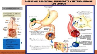 http://quimicacuartoparcial.blogspot.com/
Los lípidos son insolubles
DIGESTION, ABSORCION, TRANSPORTE Y METABOLISMO DE
LOS LIPIDOS
Son digeridos en el tracto
gastrointestinal
 