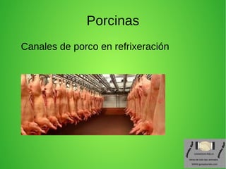 Porcinas
Canales de porco en refrixeración