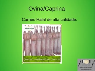 Ovina/Caprina
Carnes Halal de alta calidade.