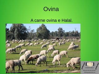 Ovina
A carne ovina e Halal.