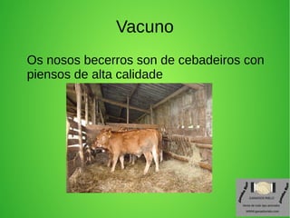 Vacuno
Os nosos becerros son de cebadeiros con
piensos de alta calidade