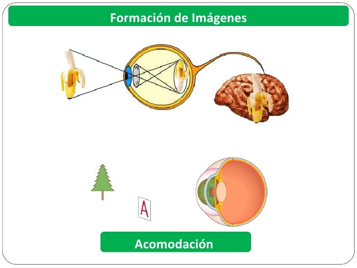 La vía visual