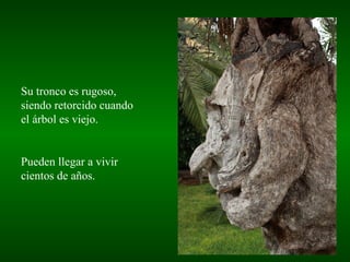 Su tronco es rugoso,
siendo retorcido cuando
el árbol es viejo.


Pueden llegar a vivir
cientos de años.
 