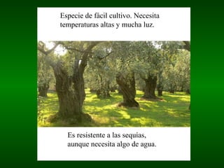 Especie de fácil cultivo. Necesita
temperaturas altas y mucha luz.




  Es resistente a las sequías,
  aunque necesita algo de agua.
 
