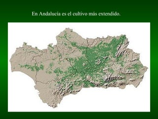 En Andalucía es el cultivo más extendido.
 