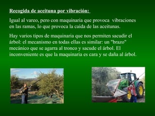 Recogida de aceituna por vibración:
Igual al vareo, pero con maquinaria que provoca vibraciones
en las ramas, lo que provoca la caída de las aceitunas.
Hay varios tipos de maquinaria que nos permiten sacudir el
árbol: el mecanismo en todas ellas es similar: un "brazo"
mecánico que se agarra al tronco y sacude el árbol. El
inconveniente es que la maquinaria es cara y se daña al árbol.
 
