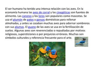 El ser humano ha tenido una intensa relación con las aves. En la
economía humana las aves de corral y las cinegéticas son fuentes de
alimento. Las canoras y los loros son populares como mascotas. Se
usa el plumón de patos y gansos domésticos para rellenar
almohadas, y antes se cazaban muchas aves para adornar sombreros
con sus plumas. El guano de las aves se usa en la fertilización de
suelos. Algunas aves son reverenciadas o repudiadas por motivos
religiosos, supersticiones o por prejuicios erróneos. Muchas son
símbolos culturales y referencia frecuente para el arte.
 