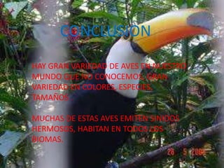 CONCLUSION
HAY GRAN VARIEDAD DE AVES EN NUESTRO
MUNDO QUE NO CONOCEMOS, GRAN
VARIEDAD EN COLORES, ESPECIES,
TAMAÑOS .

MUCHAS DE ESTAS AVES EMITEN SINIDOS
HERMOSOS, HABITAN EN TODOS LOS
BIOMAS.
 