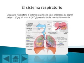 El aparato respiratorio o sistema respiratorio es el encargado de captar
oxígeno (O2) y eliminar el ( CO2) procedente del metabolismo celular
 