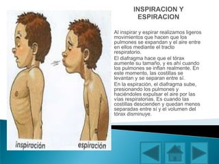 Al inspirar y espirar realizamos ligeros
movimientos que hacen que los
pulmones se expandan y el aire entre
en ellos mediante el tracto
respiratorio.
El diafragma hace que el tórax
aumente su tamaño, y es ahí cuando
los pulmones se inflan realmente. En
este momento, las costillas se
levantan y se separan entre sí.
En la espiración, el diafragma sube,
presionando los pulmones y
haciéndoles expulsar el aire por las
vías respiratorias. Es cuando las
costillas descienden y quedan menos
separadas entre sí y el volumen del
tórax disminuye.
 