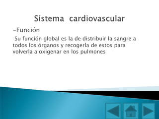 -Función
Su función global es la de distribuir la sangre a
todos los órganos y recogerla de estos para
volverla a oxigenar en los pulmones
 