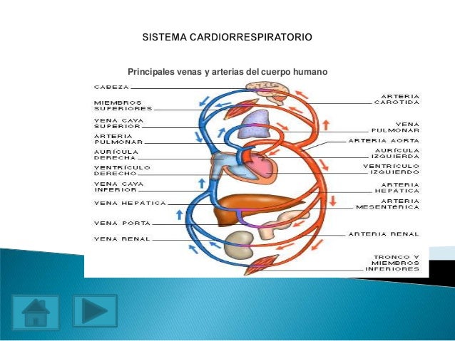 sistema cardio