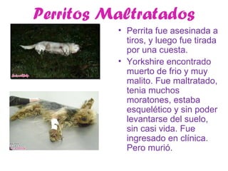 Perritos Maltratados
          • Perrita fue asesinada a
            tiros, y luego fue tirada
            por una cuesta.
          • Yorkshire encontrado
            muerto de frio y muy
            malito. Fue maltratado,
            tenia muchos
            moratones, estaba
            esquelético y sin poder
            levantarse del suelo,
            sin casi vida. Fue
            ingresado en clínica.
            Pero murió.
 