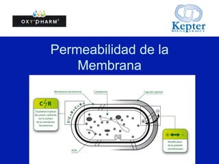 6	
  
put your great subtitle here
Eliminación de los microorganismos
Permeabilidad de la membraba Autodestrucción
 