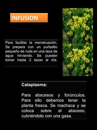 Alcoholes triterpénicosINFUSIONse prepara con con 1 onza (28,9 g) de sumidades de romero por cada litro de agua hirviendo. Tiene uso externo e interno. Externamente, sirve para lavar con ella las heridas y las yagas de la piel.Internamente se utiliza tomando 3 o 4 cuatro tazas al día antes de las comidas. Sirve como tónico y aperitivo, estimulante, antiespasmódica, ligeramente diurética y colagoga (estimula la secreción biliar) y facilita la curación de la ictericia. En general fortalece y depura el hígado.