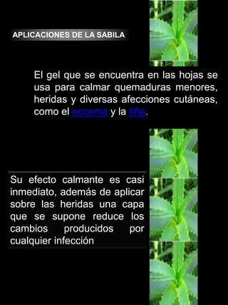 APLICACIONES DE LA RUDA: Se utiliza principalmente para  curar : Amenorrea.