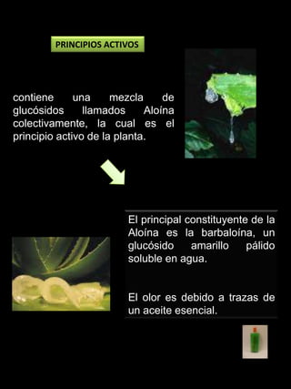  Espasmos gastrointestinales. 