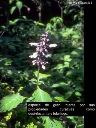  Varices, hemorroides.Por vía externa, para tratar el vitíligo y la leucodermia, sometiendo los enfermos a radiaciones ultravioleta controladas.Ruta graveolens