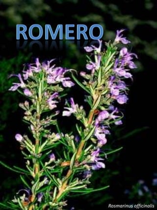 romeroRosmarinus officinalis