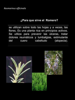 Rosmarinus officinalis¿Para que sirve el  Romero?se utilizan sobre todo las hojas y a veces, las flores, Es una planta rica en principios activos. Se utiliza para prevenir las úlceras, tratar dolores reumáticos y lumbalgias, estimulante del cuero cabelludo (alopecia).