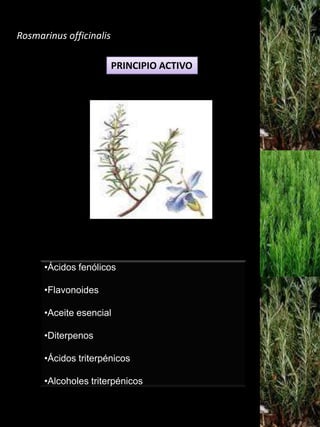Rosmarinus officinalisPRINCIPIO ACTIVOÁcidos fenólicos