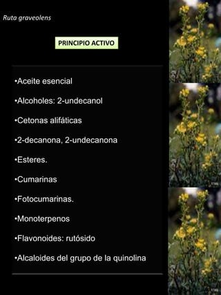 Ácidos triterpénicos