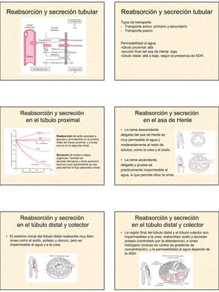 3
Reabsorción y secreción tubular Reabsorción y secreción tubular
Tipos de transporte:
- Transporte activo: primario y secundario
- Transporte pasivo
Permeabilidad al agua:
-túbulo proximal: alta
-sección final del asa de Henle: baja
-túbulo distal: alta o baja, según la presencia de ADH.
Reabsorción y secreción
en el túbulo proximal
Reabsorción de sodio asociado a
glucosa y aminoácidos en la primera
mitad del túbulo proximal, y a iones
cloruro en la segunda mitad.
Secreción de ácidos y bases
orgánicas. También se
secretan fármacos y ácido paramino-
hipúrico (cuyo aclaramiento se usa
para estimar el flujo plasmatico renal).
• La rama descendente
delgada del asa de Henle es
muy permeable al agua y
moderadamente al resto de
solutos, como la urea y el sodio.
• La rama ascendente,
delgada y gruesa es
practicamente impermeable al
agua, lo que permite diluir la orina.
Reabsorción y secreción
en el asa de Henle
• El extremo inicial del túbulo distal reabsorbe muy bien
iones como el sodio, potasio y cloruro, pero es
impermeable al agua y a la urea.
Reabsorción y secreción
en el túbulo distal y colector
• La región final del túbulo distal y el túbulo colector son
impermeables a la urea, reabsorben sodio y secretan
potasio (controlado por la aldosterona), e iones
hidrógeno (incluso en contra de gradiente de
concentración), y la permeabilidad al agua depende de
la ADH.
Reabsorción y secreción
en el túbulo distal y colector
 