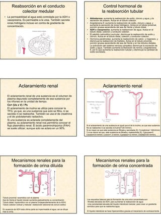 4
Reabsorción en el conducto
colector medular
• La permeabilidad al agua está controlada por la ADH o
vasopresina. Es permeable a la urea. También secreta
iones hidrógeno incluso en contra de gradiente de
concentración.
Control hormonal de
la reabsorción tubular
• Aldosterona: aumenta la reabsorción de sodio, cloruro y agua, y la
secreción de potasio. Actúa en el túbulo colector.
• Angiotensina II: aumenta la reabsorción de sodio, cloruro y agua, y
aumenta la secreción de iones hidrógeno. Actúa en el túbulo próximal,
porción gruesa ascendente del asa de Henle y túbulo distal.
• ADH o vasopresina: aumenta la reabsorción de agua. Actúa en el
túbulo distal, colector y conducto colector.
• El péptido natriurético auricular: disminuye la reabsorción de sodio y
cloruro. Actúa en el túbulo distal, colector y conductor colector.
• Hormona paratiroidea: aumenta la reabsorición de calcio y magnesio, y
disminuye la reabsorción de fosfatos. Actúa en el túbulo proximal,
porción gruesa ascendente del asa de Henle y en los túbulos distales.
La activación del sistema nervioso simpático disminuye la excreción de
sodio y agua. También aumenta la liberación de renina y angiotensina
II, por lo que aumenta la reabsorción tubular y disminuye la cantidad de
sodio excretada.
Aclaramiento renal
El aclaramiento renal de una sustancia es el volumen de
plasma depurado completamente de esa sustancia por
los riñones en la unidad de tiempo.
Cs= (Us x V) / Ps
El aclaramiento de inulina se utiliza para conocer la
TFG, ya que, es una sustancia que solo se filtra, ni se
secreta ni se reabsorbe. También se usa el de creatinina
y el de yodotalamato radiactivo.
Si una sustancia es aclarada completamente del
plasma, su aclaramiento renal nos permitiría conocer el
flujo plasmático renal. El ácido paraminohipúrico (PAH)
se suele utilizar, aunque solo se aclara en un 90%.
Aclaramiento renal
Si el aclaramiento de una sustancia es igual que el de la inulina, es que esa sustancia
No se reabsorbe ni se secreta (Cinulina=125 ml/min).
Si es mayor es que esta sustancia es filtrada y secretada (Ej. Ccreatinina= 140ml/min).
Y si es menor es que esta sustancia es filtrada y reabsorbida (Ej. Cglucosa=0;
Csodio=0.9 ml/min; Ccloro=1.3 ml/min; Cpotasio=12 ml/min; Cfosfato=25 ml/min).
Mecanismos renales para la
formación de orina diluida
Túbulo proximal: isosmótico con el plasma
Asa de Henle:el líquido tubular aumenta gradualmente su concentración
Túbulo distal: hiposmótico con el plasma (independientemente de la ADH)
Túbulo colector cortical y medular: reabsorción adicional de cloruro sódico
En ausencia de ADH esta ultima parte es impermeable al agua, asi se diluye
más la orina.
Mecanismos renales para la
formación de orina concentrada
Los requisitos básicos para la formación de una orina concentrada son:
-Niveles elevados de ADH, para aumentar la reabsorción de agua
-Una osmolaridad elevada del líquido intersticial medular, para crear un gradiente
osmótico para que se reabsorba agua.
El líquido intersticial se hace hiperosmótico gracias al mecanismo de contracorriente.
 