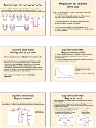 5
Mecanismo de contracorriente
Se debe a la particular disposición de las asas de Henle y los vasos rectos.
La hiperosmolaridad del líquido intersticial se debe al cloruro sódico y a la urea.
El flujo sanguineo medular renal contribuye al mantenimiento de estas concentraciones
Regulación del equilibrio
ácido-base
El pH de la sangre es 7.4, pero cuando este aumenta o
disminuye, actúan:
- Los sistemas amortiguadores químicos. Reaccionan en
segundos. Ej. Sistema bicarbonato, fosfato...
- El centro respiratorio, que regula la eliminación de
dióxido de carbono. Actúa en minutos.
- Los riñones que pueden excretar orinas ácidas o
básicas. Aunque es el más lento (actúa en horas o días),
es el más potente.
Equilibrio ácido-base:
Amortiguadores químicos
• El más importante es el ácido carbónico/bicarbonato.
• La concentración de bicarbonato es controlada por los
riñones y la de dióxido de carbono por los pulmones.
Cuando las alteraciones del equilibrio ácido-base se
deben a cambios en la concentración del ión
bicarbonato, se llaman acidosis/alcalosis metabólicas y
cuando se deben a la presión de dióxido de carbono se
llaman acidosis/alcalosis respiratorias.
• Otro sistema amortiguador es el fosfato y las
proteinas.
Equilibrio ácido-base:
Regulación respiratoria
Se habla de acidosis respiratoria si aumenta la presión del dióxido
de carbono en los líquidos extracelulares, ya que entonces
disminuye el pH (*).
Se habla de alcalosis respiratoria cuando hay una disminución de la
presión parcial de dióxido de carbono.
(*)Al aumentar la presión parcial
de dióxido de carbono, ocurre
la reacción:
H2O + CO2 H2CO3 HCO3
- + H+
Equilibrio ácido-base:
Regulación renal
El mecanismo por el que los riñones excretan una orina más ácida o básica
está basado en la filtración de iones bicarbonato y la secreción de iones hidrógeno.
Reabsorción de
Iones bicarbonato
Equilibrio ácido-base:
Regulación renal
1. Hacia los túbulos se filtran continuamente iones bicarbonato y se secretan
iones hidrógeno.
2. Los iones bicarbonato reaccionan con los iones hidrógeno para dar lugar a
ácido carbónico, que se disocia en dióxido de carbono y agua.
3. El dióxido de carbono difunde al interior celular donde se combina con agua,
formando ácido carbónico.
4. El ácido carbónico se disocia para formar ión bicarbonato e hidrógeno.
Después, el ión bicarbonato pasa a la sangre.
A nivel del túbulo proximal, rama
gruesa ascendente del asa de Henle y
primera porción del túbulo distal
A partir de la
segunda porción
del túbulo distal
 