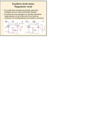 6
Equilibrio ácido-base:
Regulación renal
• En condiciones normales se secretan más iones
hidrógeno que los iones bicarbonatos filtrados.
• El exceso de iones hidrógeno se excretan libremente,
hasta alcanzar un pH mínimo de 4.5 y el resto se
combinan con amortiguadores como fosfato o amoníaco.
 