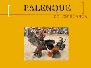 CD. CHIHUAHUA   PALENQUE 