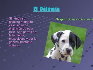 El Dálmata
Sin duda su             Origen: Dalmacia (Croacia
aspecto moteado
es el signo de
distinción de esta
raza. Son perros de
talla media,
musculosos y por lo
general bastante
activos.
 