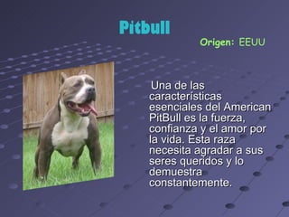 Pitbull
             Origen: EEUU



     Una de las
    características
    esenciales del American
    PitBull es la fuerza,
    confianza y el amor por
    la vida. Esta raza
    necesita agradar a sus
    seres queridos y lo
    demuestra
    constantemente.
 